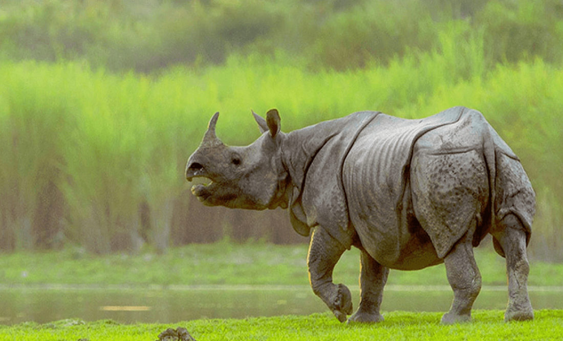 Kaziranga National Park