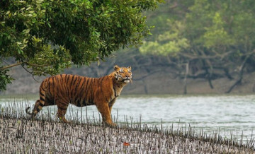 Sundarbans National Park